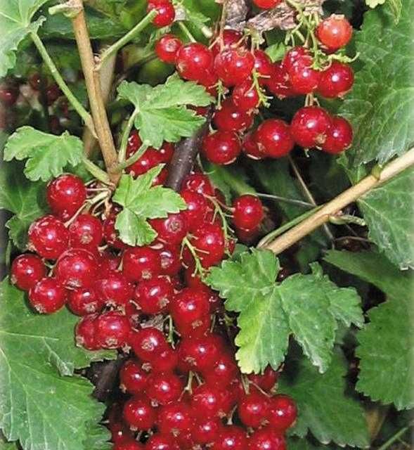 Продавам червен касис