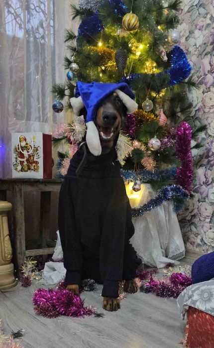 Зоогостиница для домашних питомцев