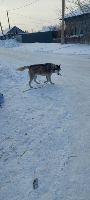 Кто потерял собак?