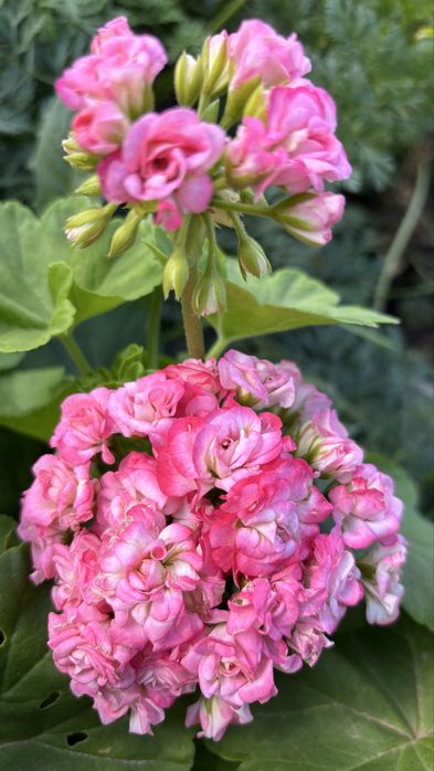 Пеларгония Grainger’s Antique Rose