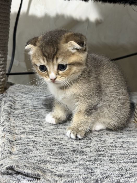 Продам котят мама золотая шиншила отец вислоухая
