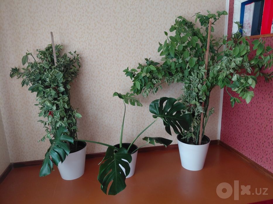 Домашние цветы . Берёзка и монстера