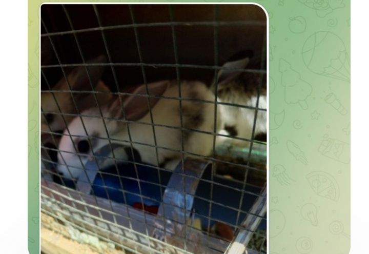 Крольчата месячные и 2 месячные.