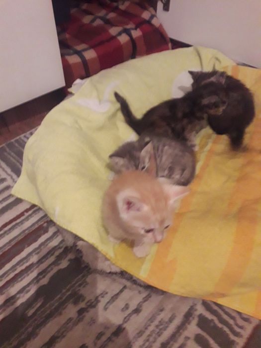 Отдам котят в добрые руки