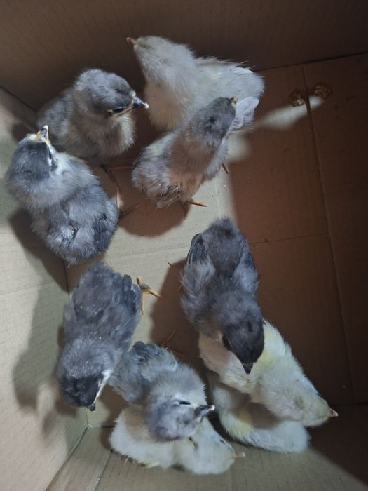 Pui brahma si australorp