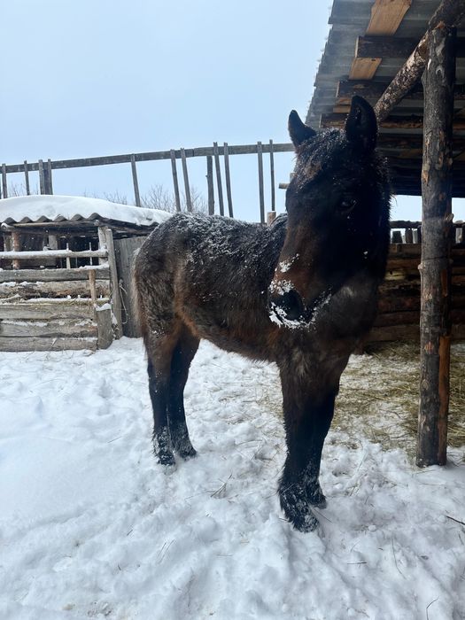 Жеребята кобылки