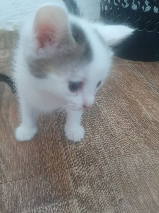 Две котята без пароды 1 месяцов