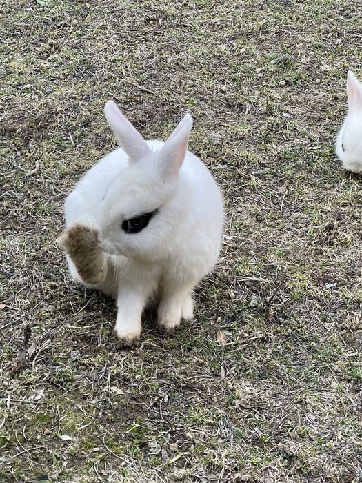 Zotli quyonlar sotiladi sogʻlom honaki juda chiroyli yosh quyonchalar