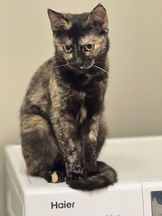 Красотка кошечка Триша!