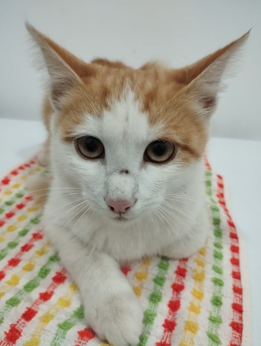 Отдам котёнка в добрые руки