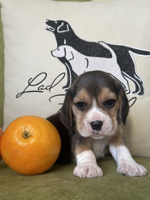 Щенки бигля, питомник, документы