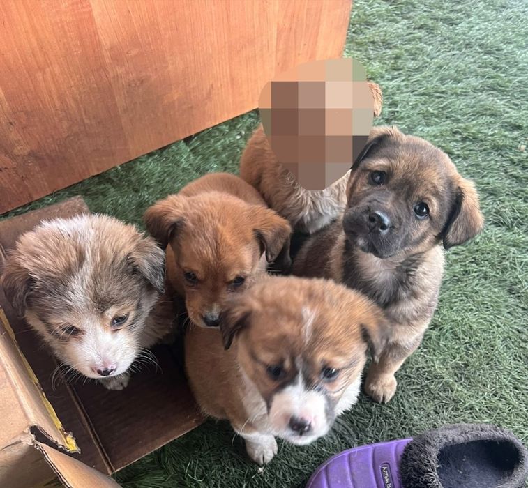 Срочно отдам умных щенков