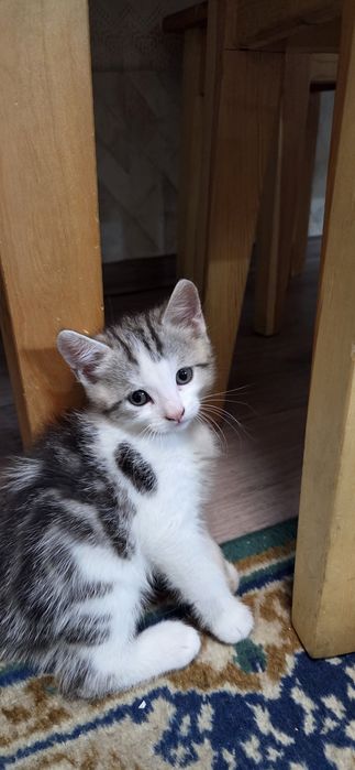 Отдам котят в добрые ручки