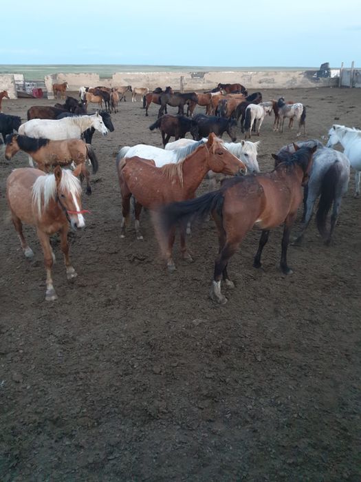 Крестьянское хозяйство