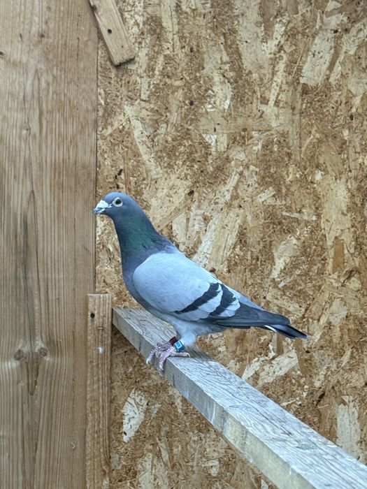 Vand porumbei voiajori maraton