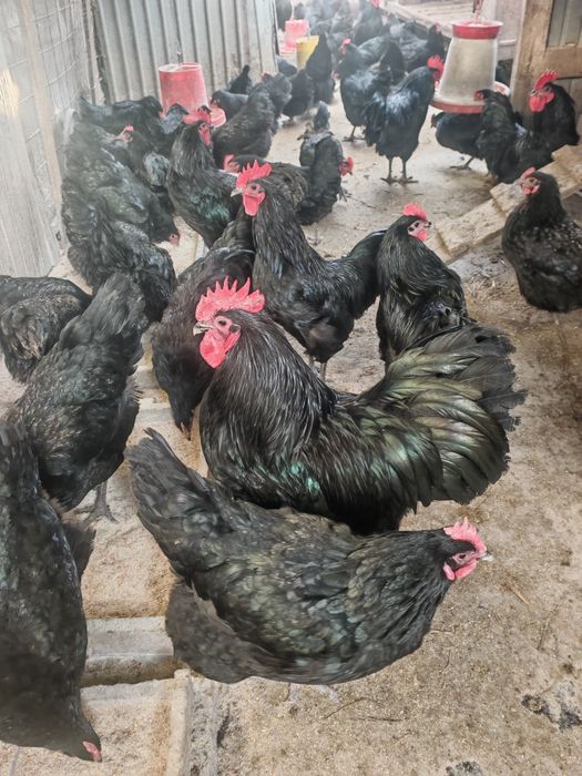 Vând ouă pentru incubat pe comanda.