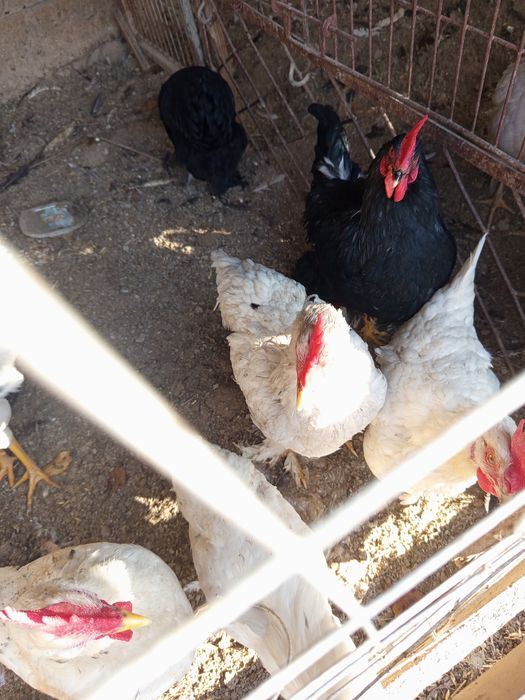 Asalomu alekum qorozlar sotladi