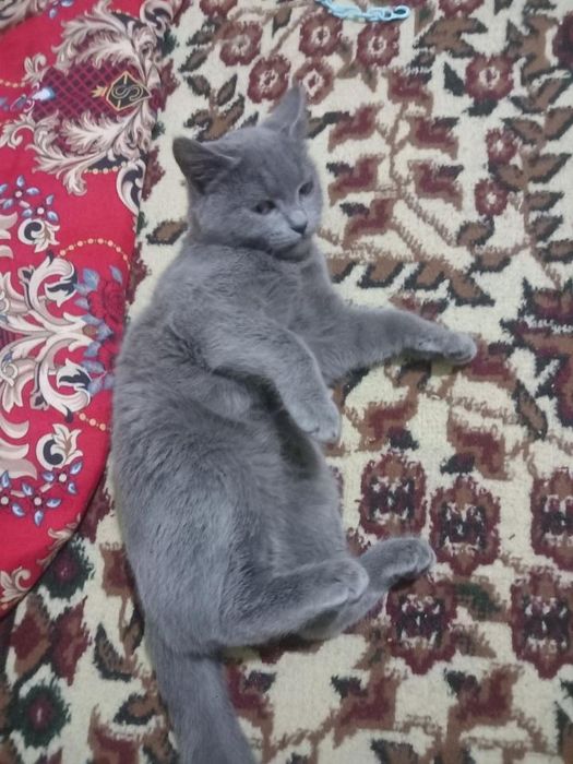 Britanski mushuk SOTILADI!!