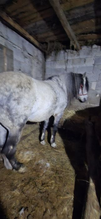 De vqnzare cal pentru gospodarie  se poate vedea in Pascani jud iasi.