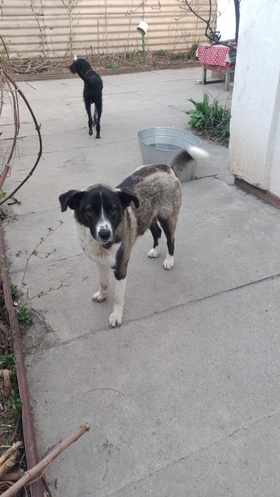 Собака, помесь лайки