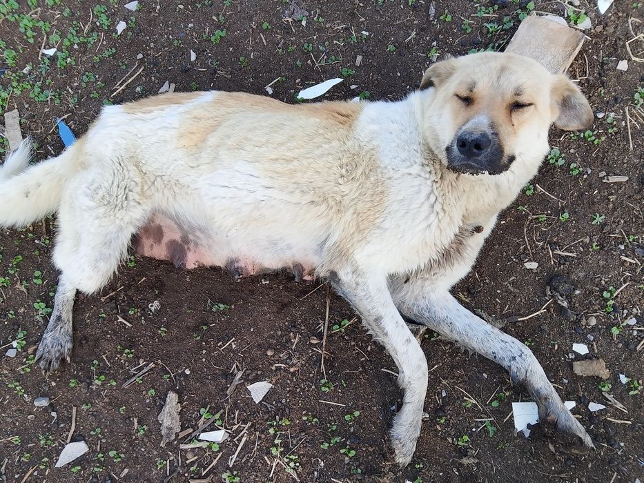 Отдаём щенков в добрые руки:)