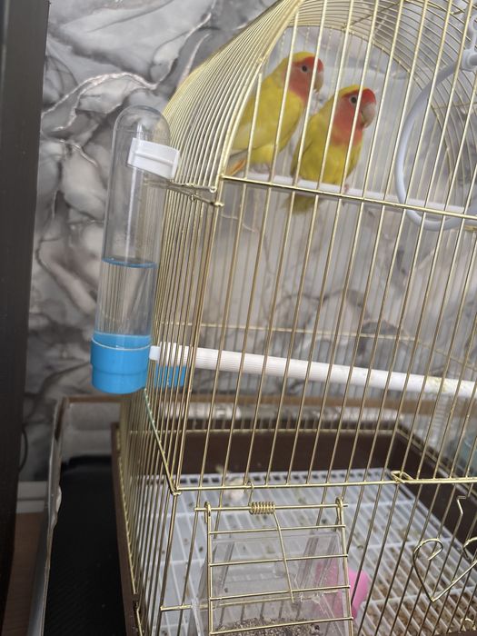 Продам неразлучников