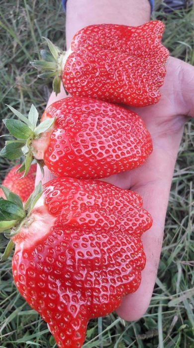 Расзад ягоди и малини от производител