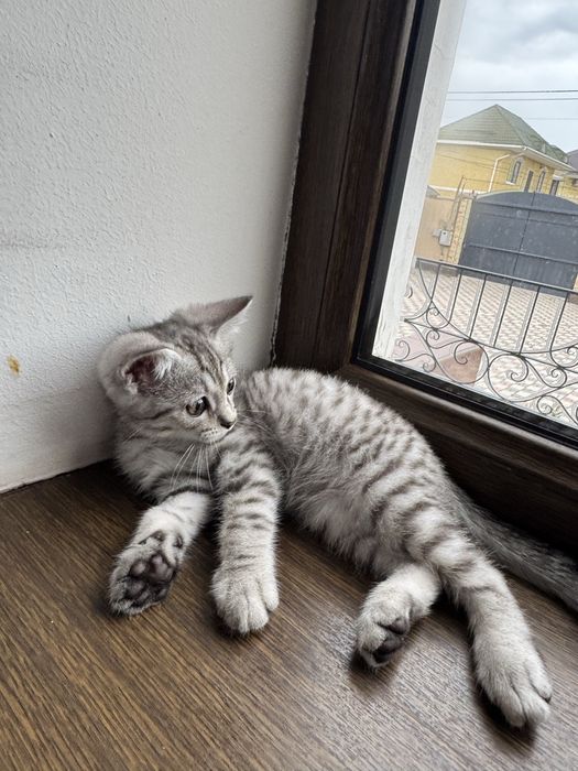 Котенок скоттиш страйт