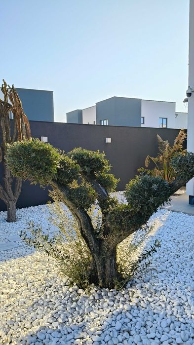 Maslini seculari bonsai si free style rezistenti la frig