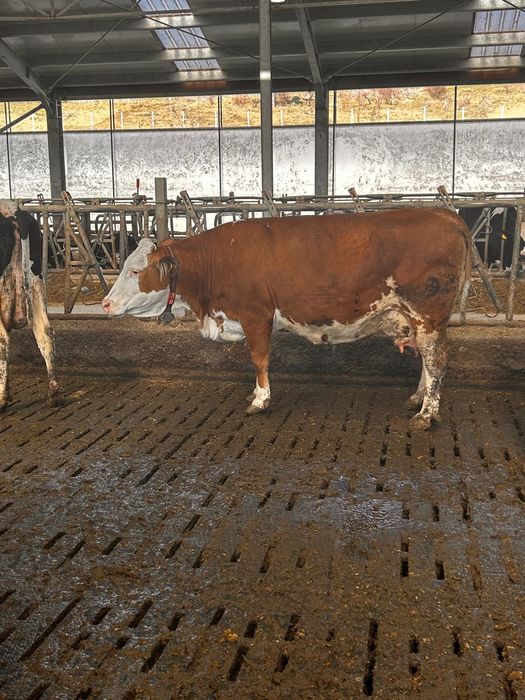 Vaci de lapte garantate