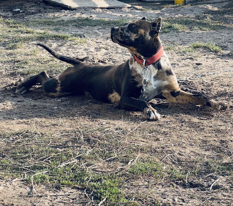 Америкалық Стаффордшир терьері