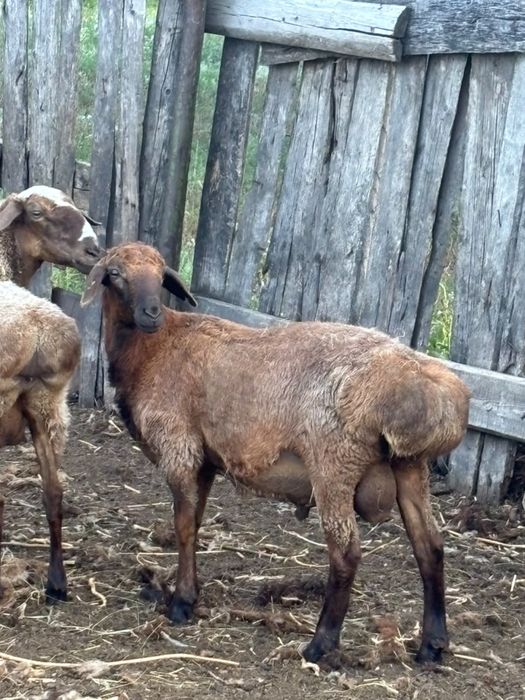 Продам баранину , тушками . Живьем