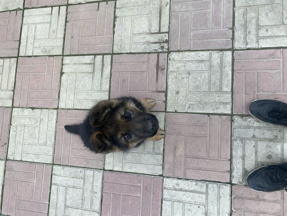 Продам немецкую овчарку