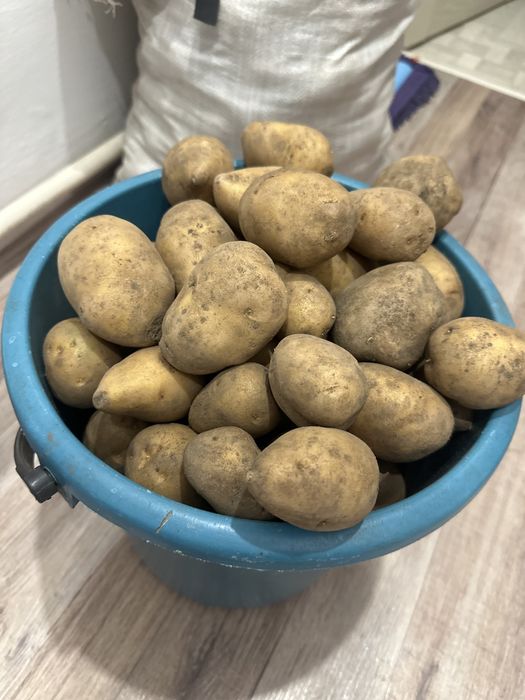 Картошка 1 кг - 300 тг
