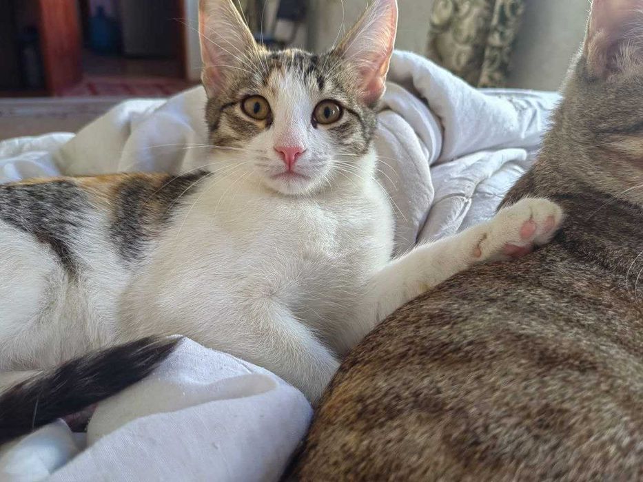 Кошки девочки 2шт