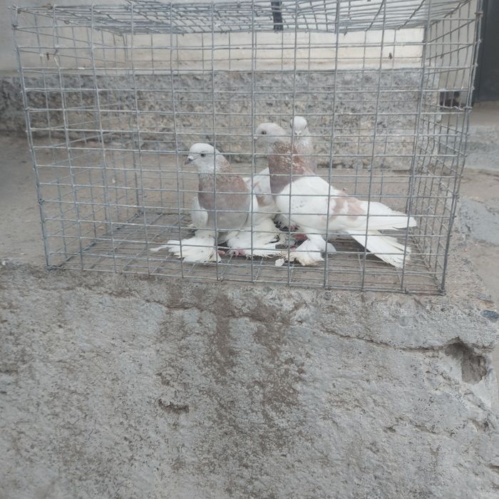 Сирени 2самец 1 самка лет с игрой сталбом