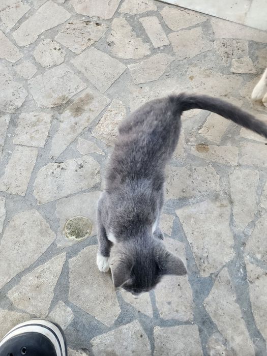 Милые, домашние котята ищут новый дом (Отдам даром).