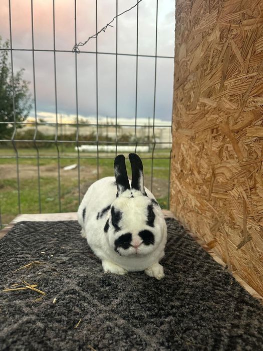 Vând familie Rex pitic