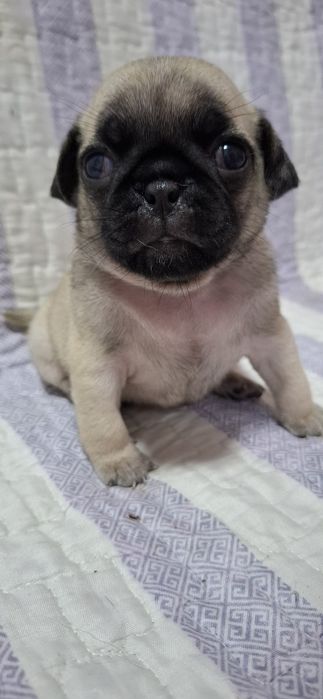 Продам щенков МОПСА