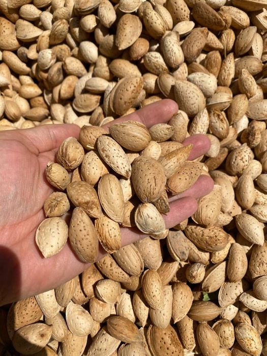 Тозаланган бодом