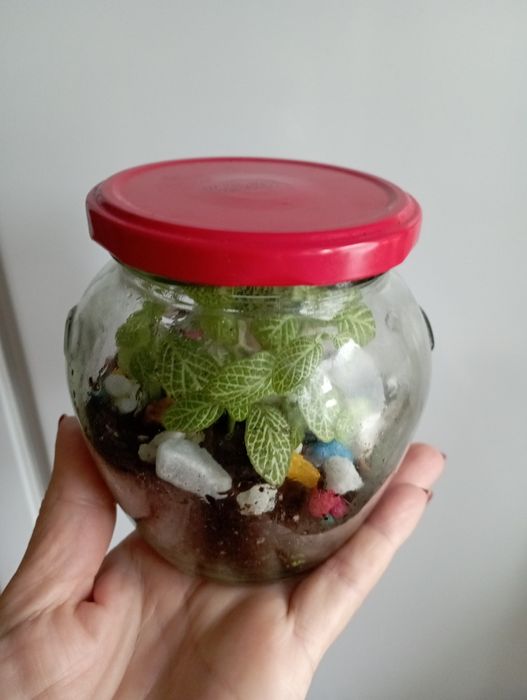 Фитония во флорариуме