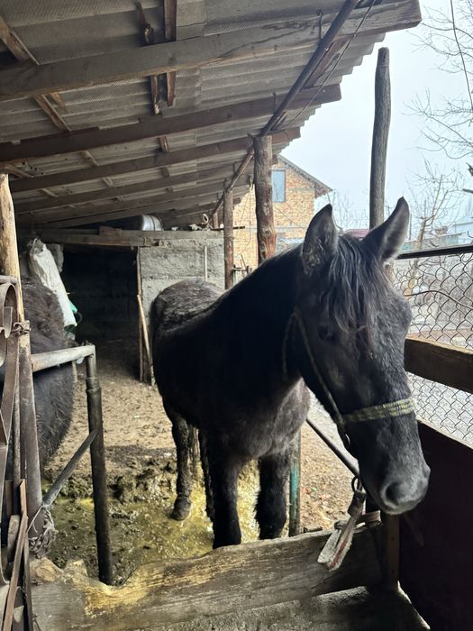 Семиз тай согым жылкы