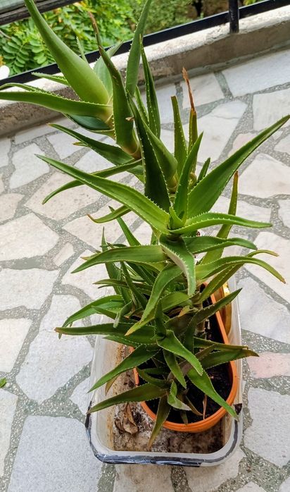 Фикус Бенджамин Microcarpa 150 см.
