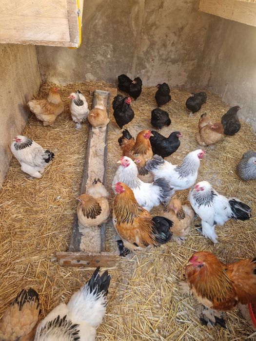 Pasari Brahma si Wyandotte