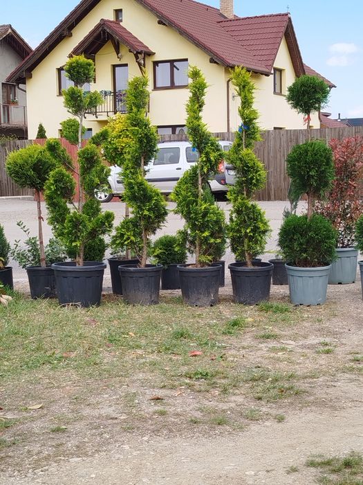 Vând plante ornamentale diferite specii prețuri foarte bune etc