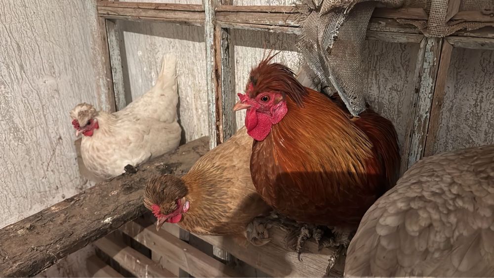 Карликовые куры.