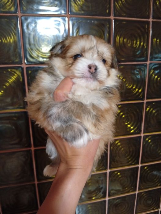 Продавам кученце