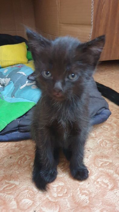Котята от кошки крысолова