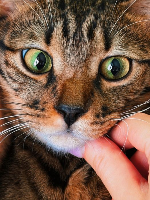 Котенок в добрые руки