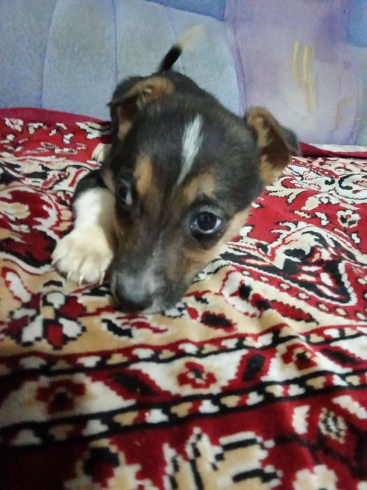 Отдам щенят даром